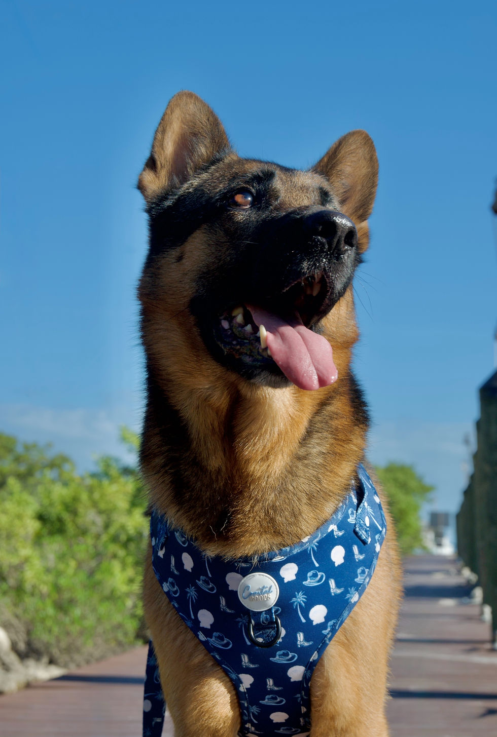 Thumbnail: “COASTAL COW-PUP” WALKIE SET