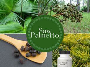 Collage de palmeras de palma enana americana, bayas verdes y semillas secas, además de un frasco de suplemento etiquetado como "Saw Palmetto Complex".