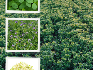 Un collage de fotografías de una plantación de alfalfa, sus hojas, sus flores, y germinados 
