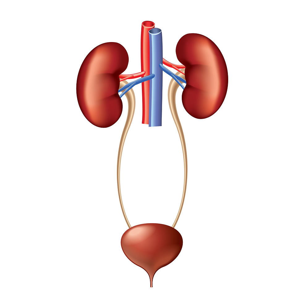 El dibujo de los sistemas renal y urinario 