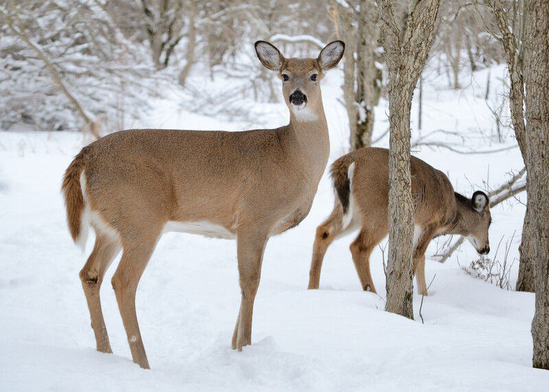 PA Antlerless Deer Tags