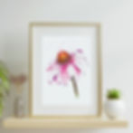 Sarah Koon - Floral Illustration - Coneflower