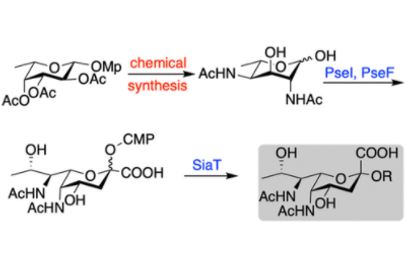 pseudaminic acid GA.PNG