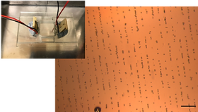 cells aligned.png