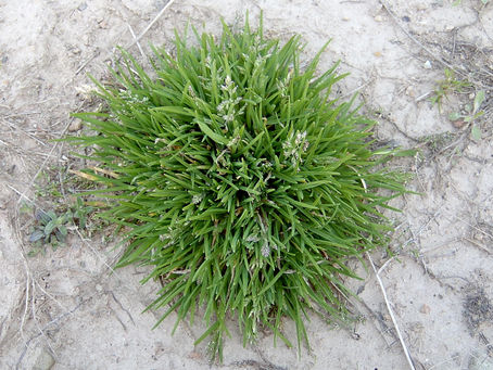 Help! Poa Annua is Taking Over My Yard (Even Though I Applied a Pre-Emergent)!