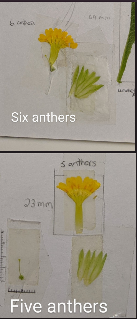 Cowslip content media