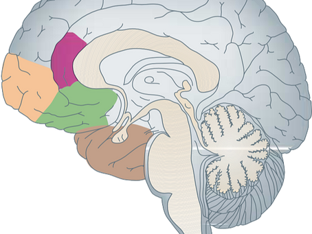 Our Brains are Hardwired to React; How to Train for Calm