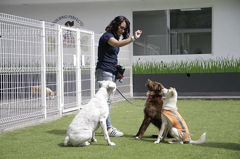 guarderia_canina_educandomex.jpeg