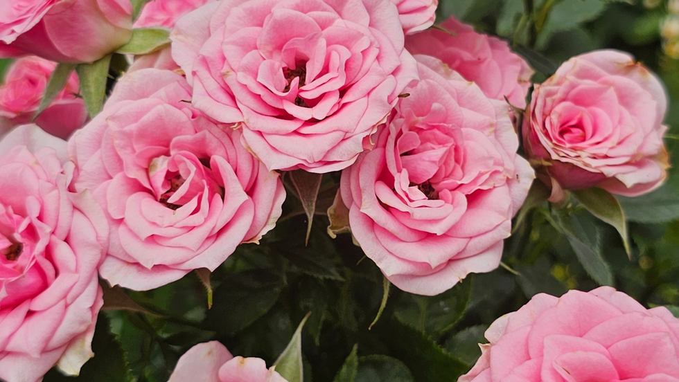 The Nervous System & Manifestation: Working With The Body to Unblock The Mind