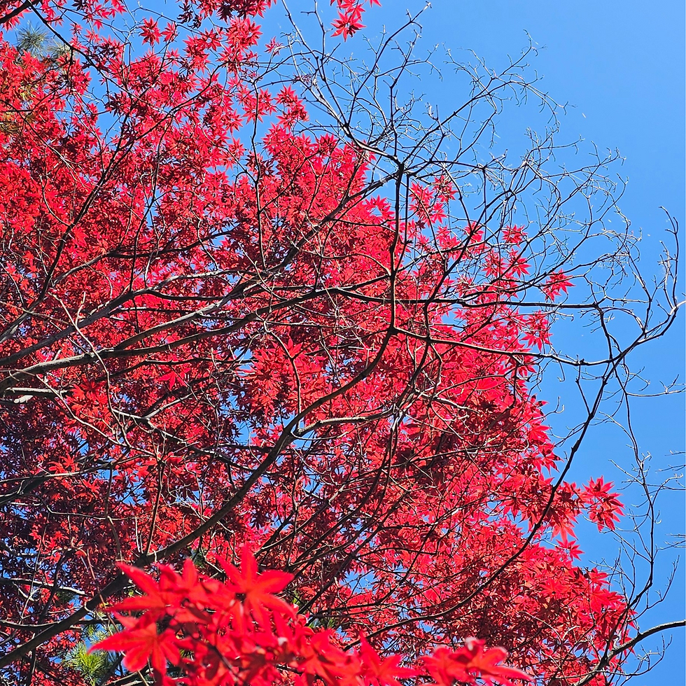 Aligning the Conscious and Subconscious Minds for Manifestation