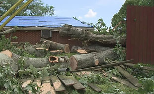 TreeDamage.jpg