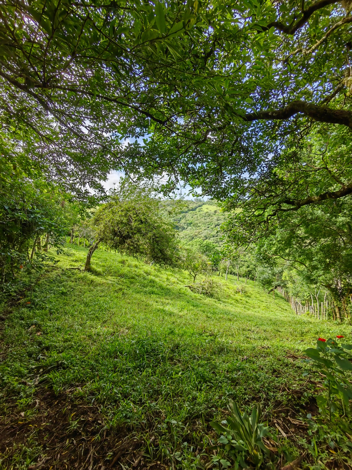 11,800m2 Producing Fruit Farm with Private Well + Modest Tico Home 