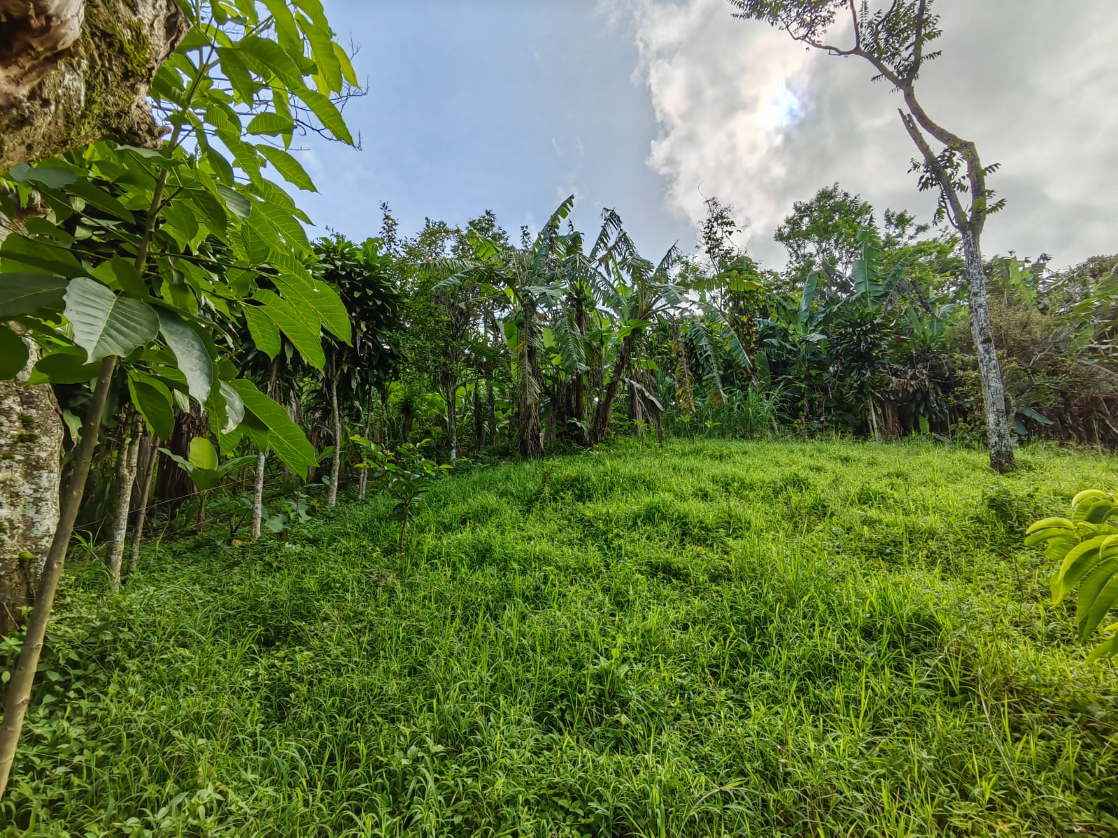 11,800m2 Producing Fruit Farm with Private Well + Modest Tico Home 