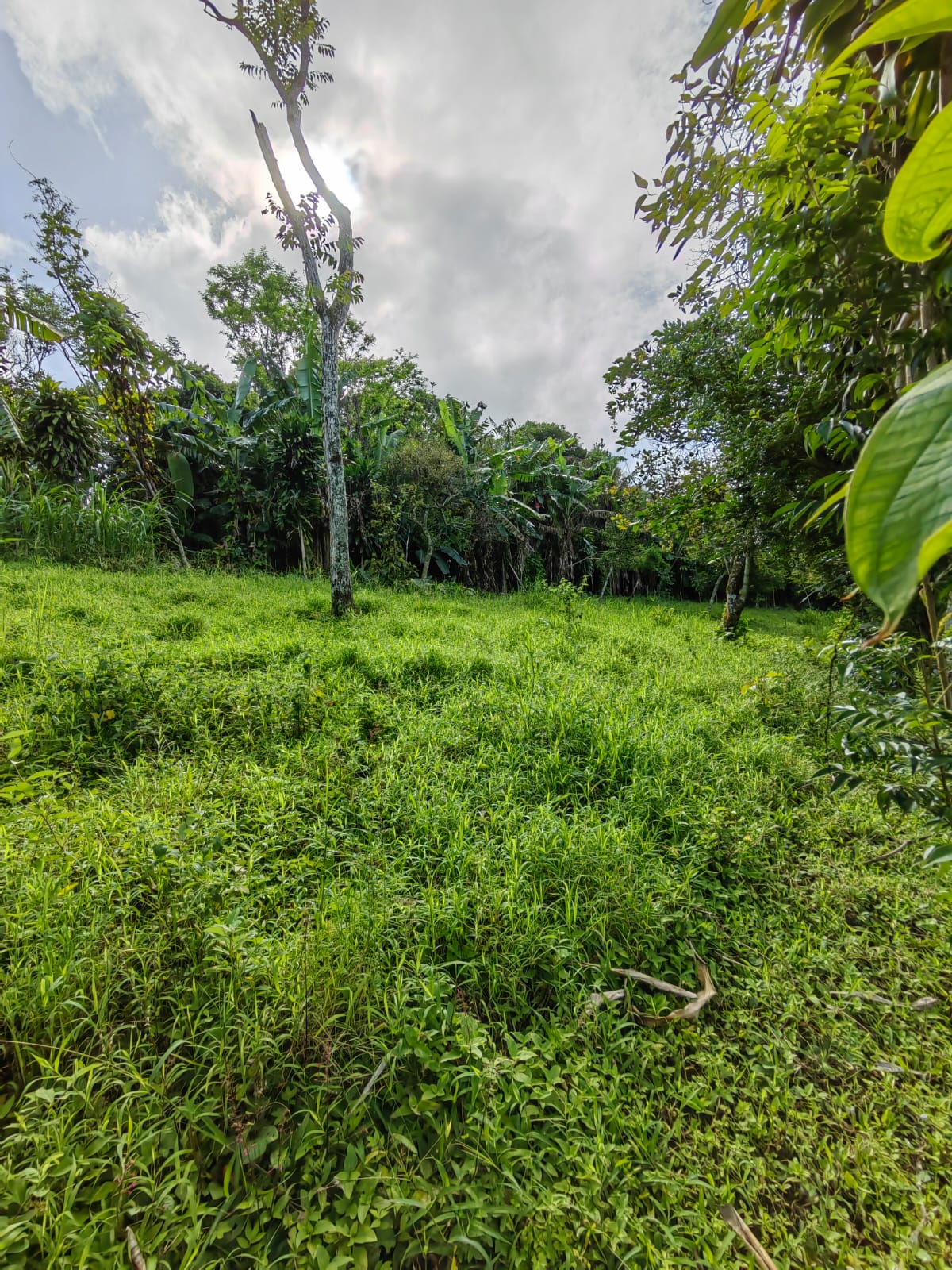 11,800m2 Producing Fruit Farm with Private Well + Modest Tico Home 