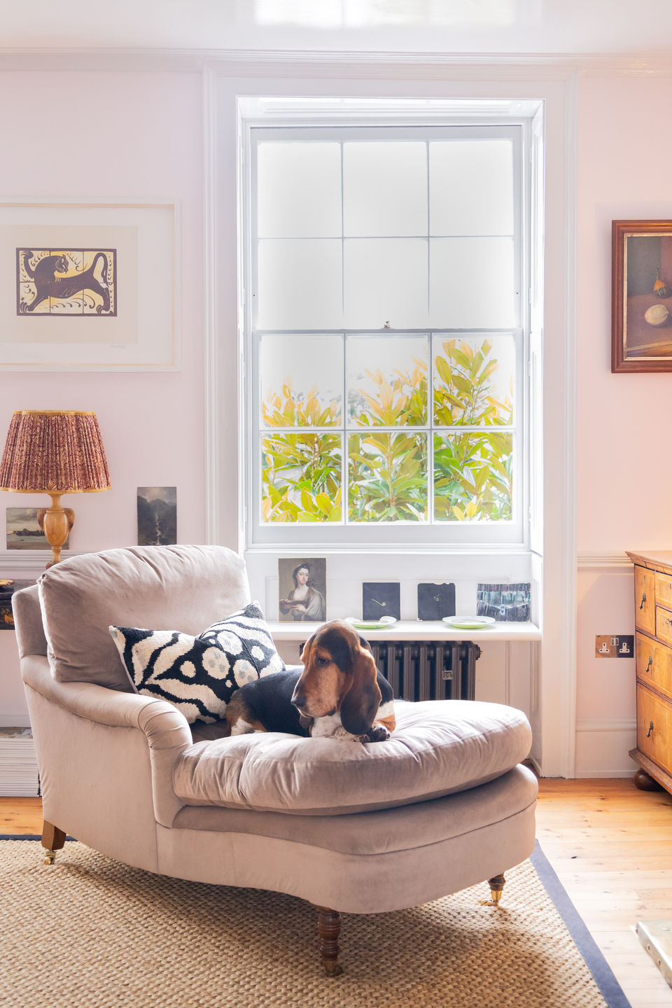 Interiors photography with a bassett hound dog relaxing on a chaise longue