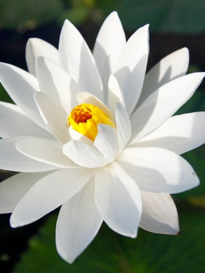 Λευκός λωτός