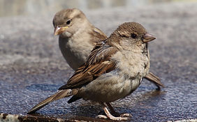 Birds