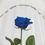 Thumbnail: Blue Rose Shower Curtain — Minimal Floral Bathroom Decor