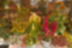 Plantes extérieures