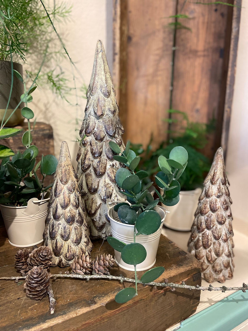 Un grand choix de plantes