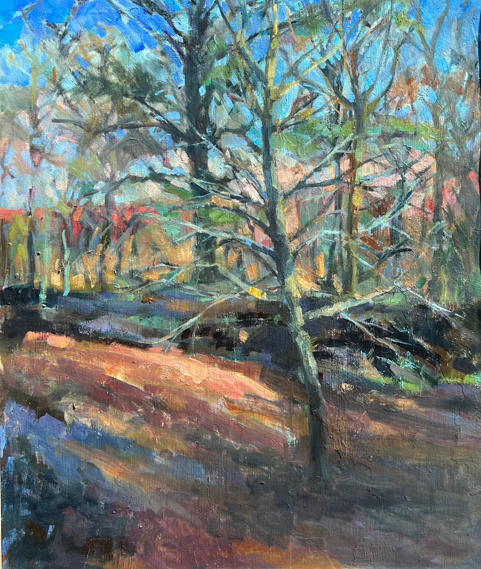 Silver Birch - Hembry Woods in winter