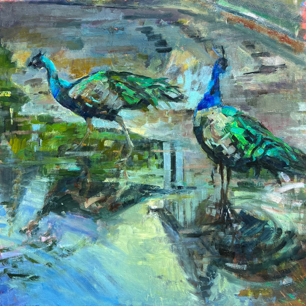 Peacocks at Trago Mills