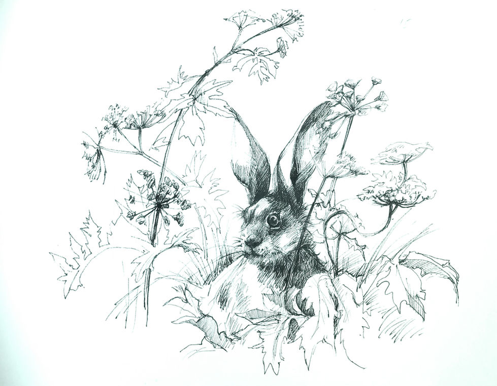 Hare on guard