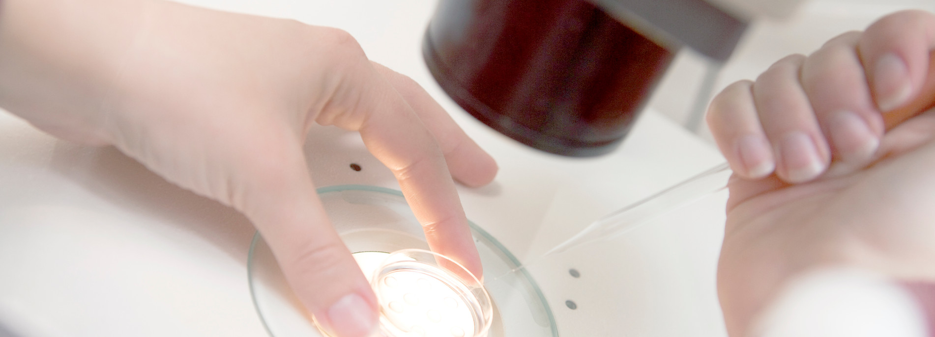 Embryologist Adding Sperm to Egg