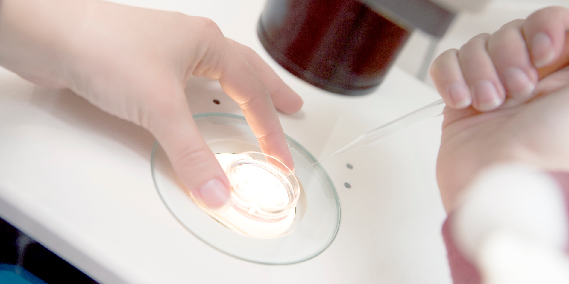 Embryologist Adding Sperm to Egg