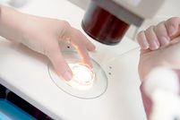 Embryologist Adding Sperm to Egg