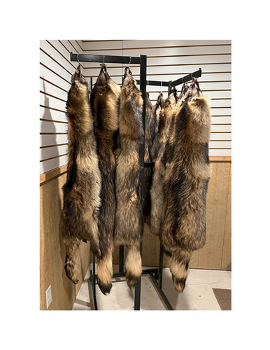 Finn Raccoon | Barnes Hide and Fur