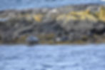 Islandia