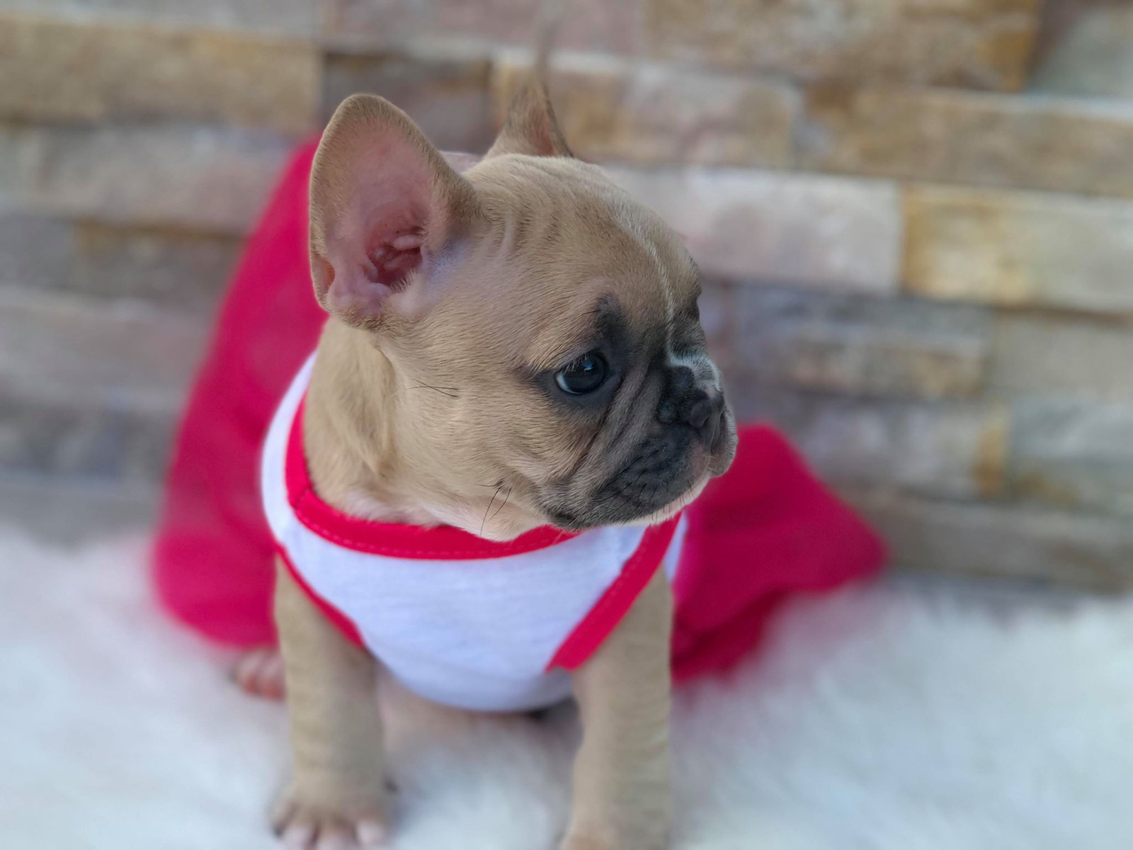 French bulldogs breeder in Florida