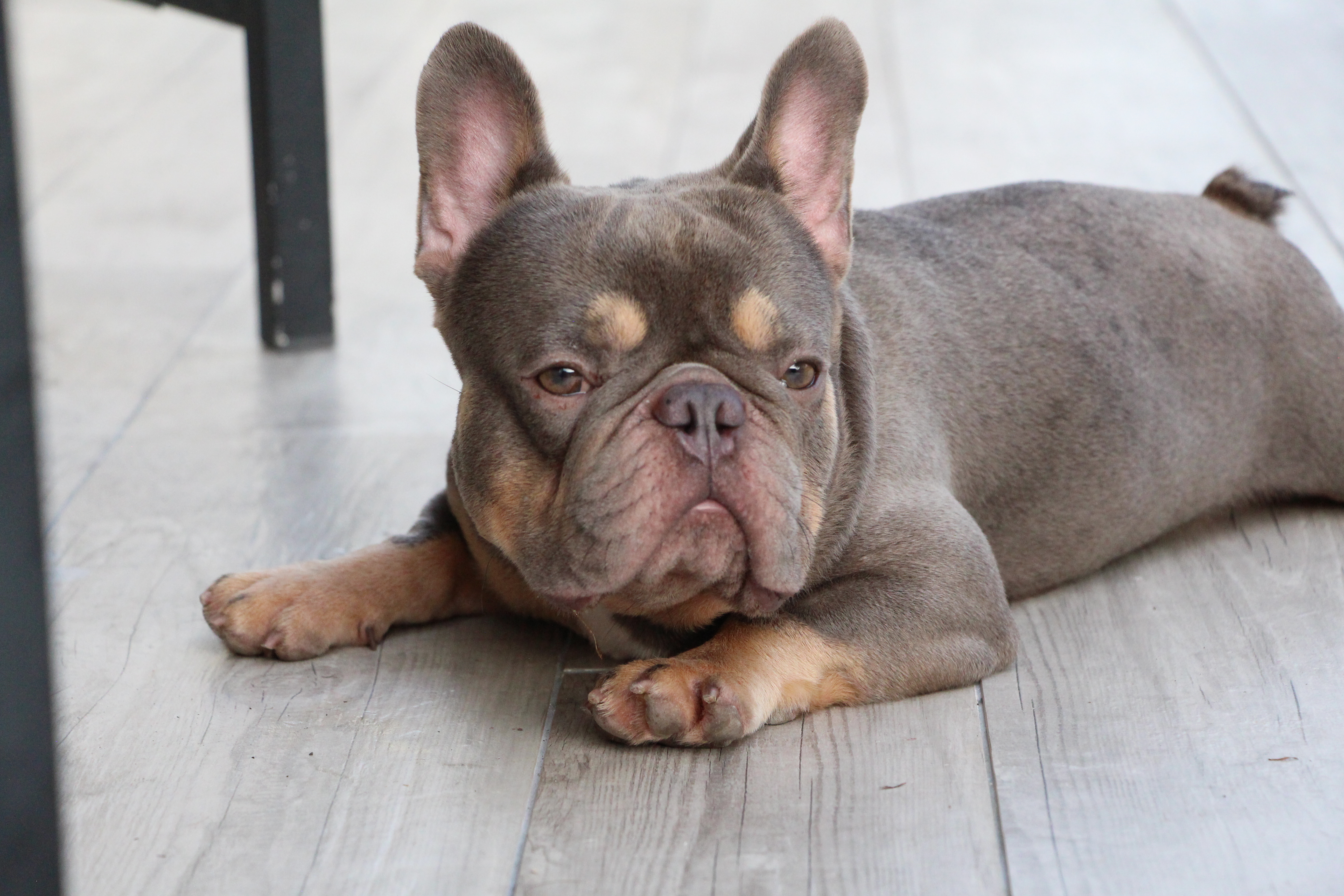 stud french bulldog