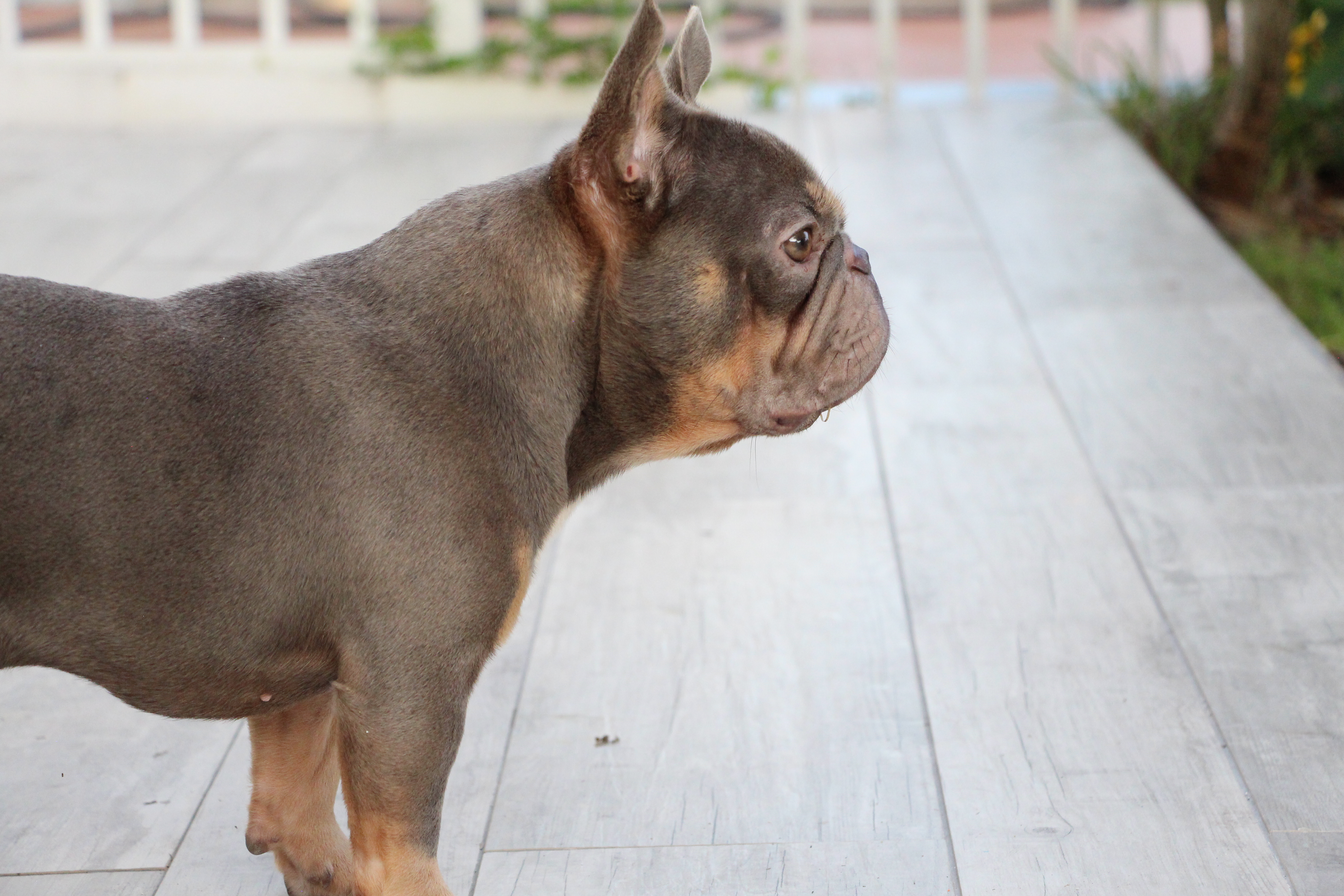 Stud-services | Florida | Silverlining French Bulldogs Stud-services | Florida | Silverlining French Bulldogs