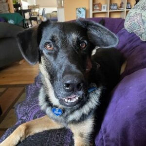 Chutney-Adoption_Pawsitive Match