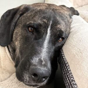 Chutney-Adoption_Pawsitive Match