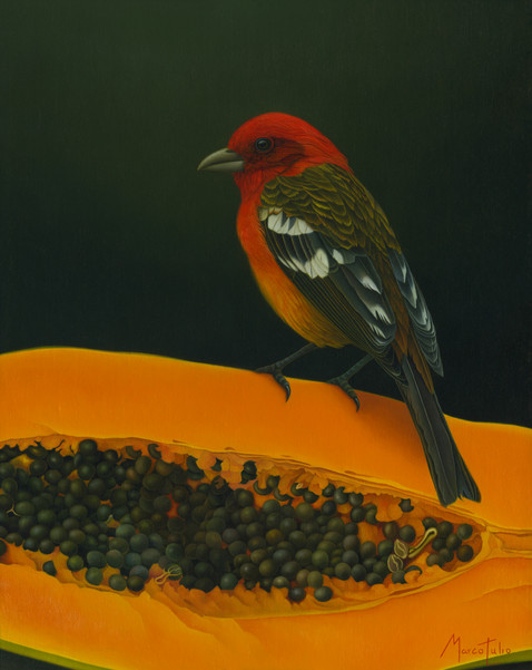 White-winged Tanager