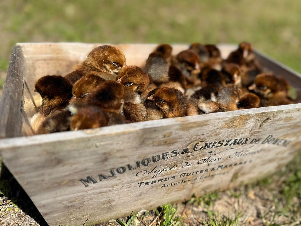 Tart Farms Chicks.jpg
