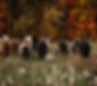 20201014_greenerpastures_053.jpg