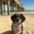 Review Lilly Bandana