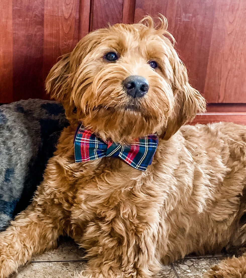 Thumbnail: Navy Plaid Hand-Made Dog Bow Ties