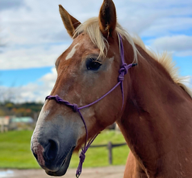 ellie (newsletter).png