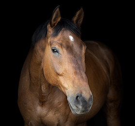 Strauss_IMG_0438_PRINTING (1).jpg