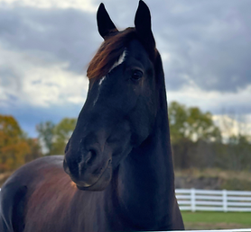 asher (newsletter).png