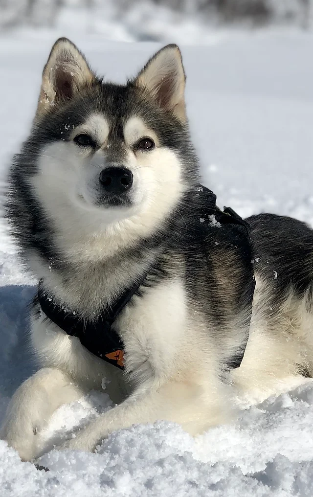 About Akkcoa Alaskan Klee Kai Club Of America