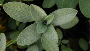 Guide to Sage Magic