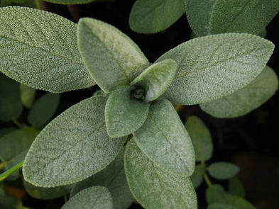 Guide to Sage Magic