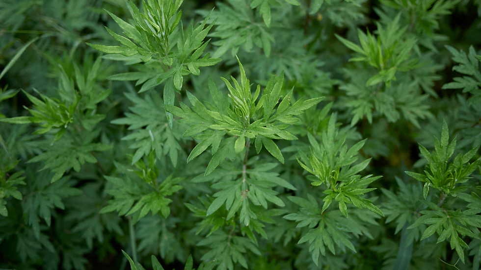 Guide to Mugwort Magic