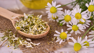Guide to Chamomile Magic